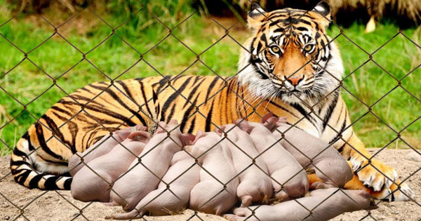 Lioness Lola gave birth to triplet cubs at Chelyabinsk . (Video)