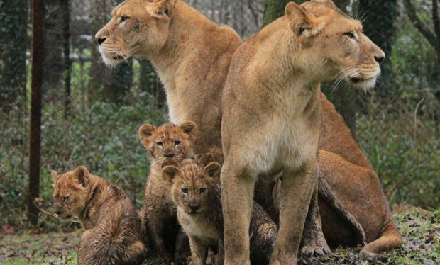 Lioness Lola gave birth to triplet cubs at Chelyabinsk . (Video)