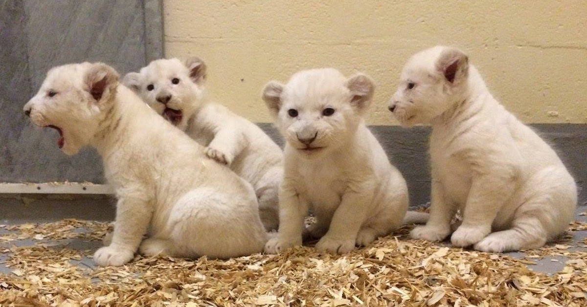 Lioness Lola gave birth to triplet cubs at Chelyabinsk . (Video)