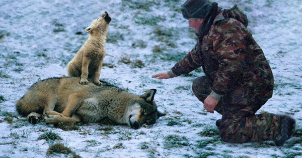 Lioness Lola gave birth to triplet cubs at Chelyabinsk . (Video)