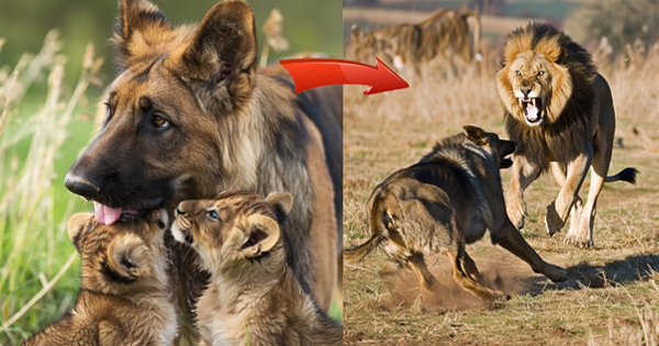Lioness Lola gave birth to triplet cubs at Chelyabinsk . (Video)