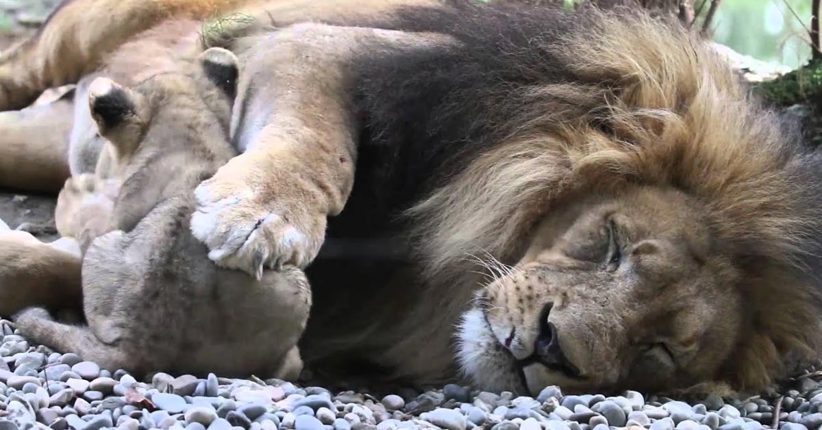 Lioness Lola gave birth to triplet cubs at Chelyabinsk . (Video)