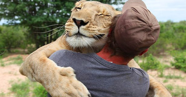 Lioness Lola gave birth to triplet cubs at Chelyabinsk . (Video)