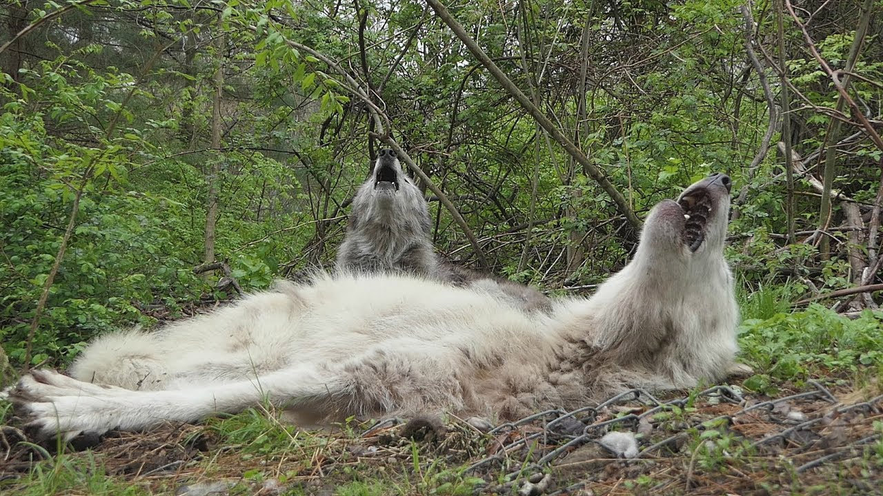 Lioness Lola gave birth to triplet cubs at Chelyabinsk . (Video)