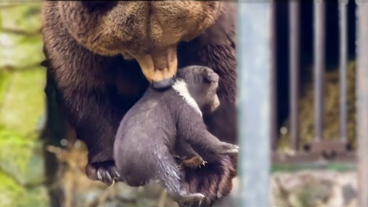 Lioness Lola gave birth to triplet cubs at Chelyabinsk . (Video)