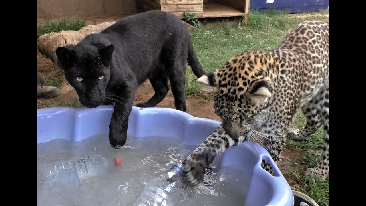 Lioness Lola gave birth to triplet cubs at Chelyabinsk . (Video)