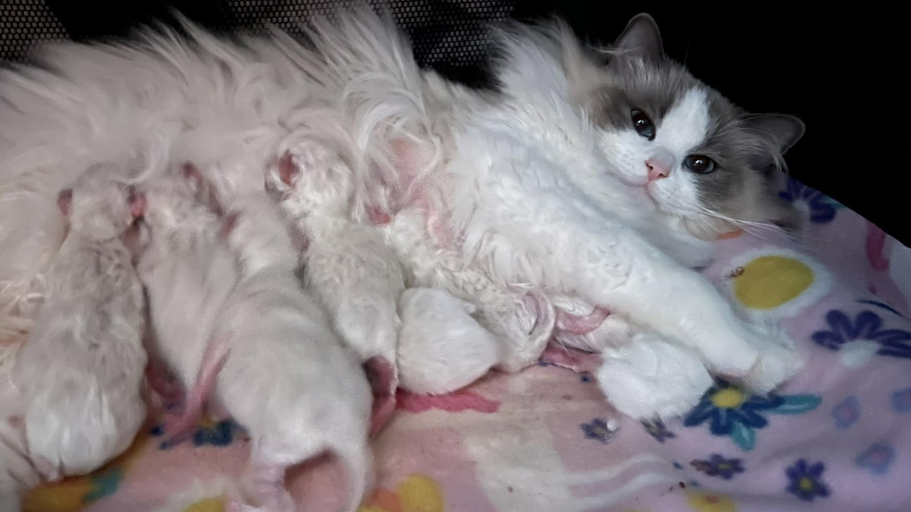 Lioness Lola gave birth to triplet cubs at Chelyabinsk . (Video)