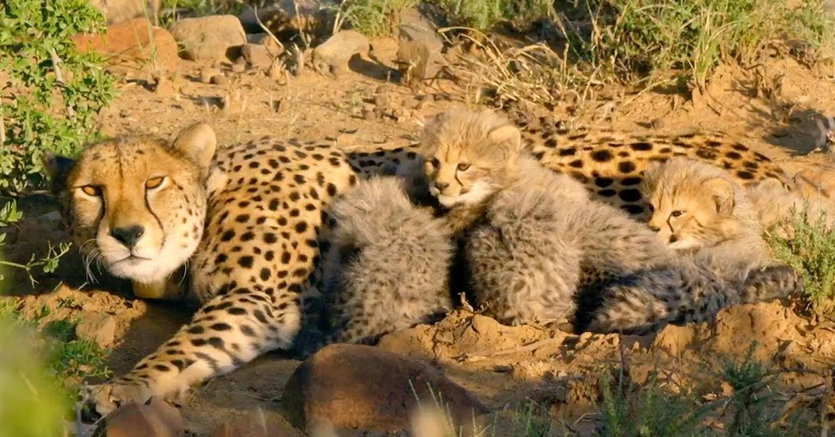 Lioness Lola gave birth to triplet cubs at Chelyabinsk . (Video)