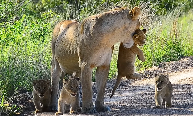 Lioness Lola gave birth to triplet cubs at Chelyabinsk . (Video)