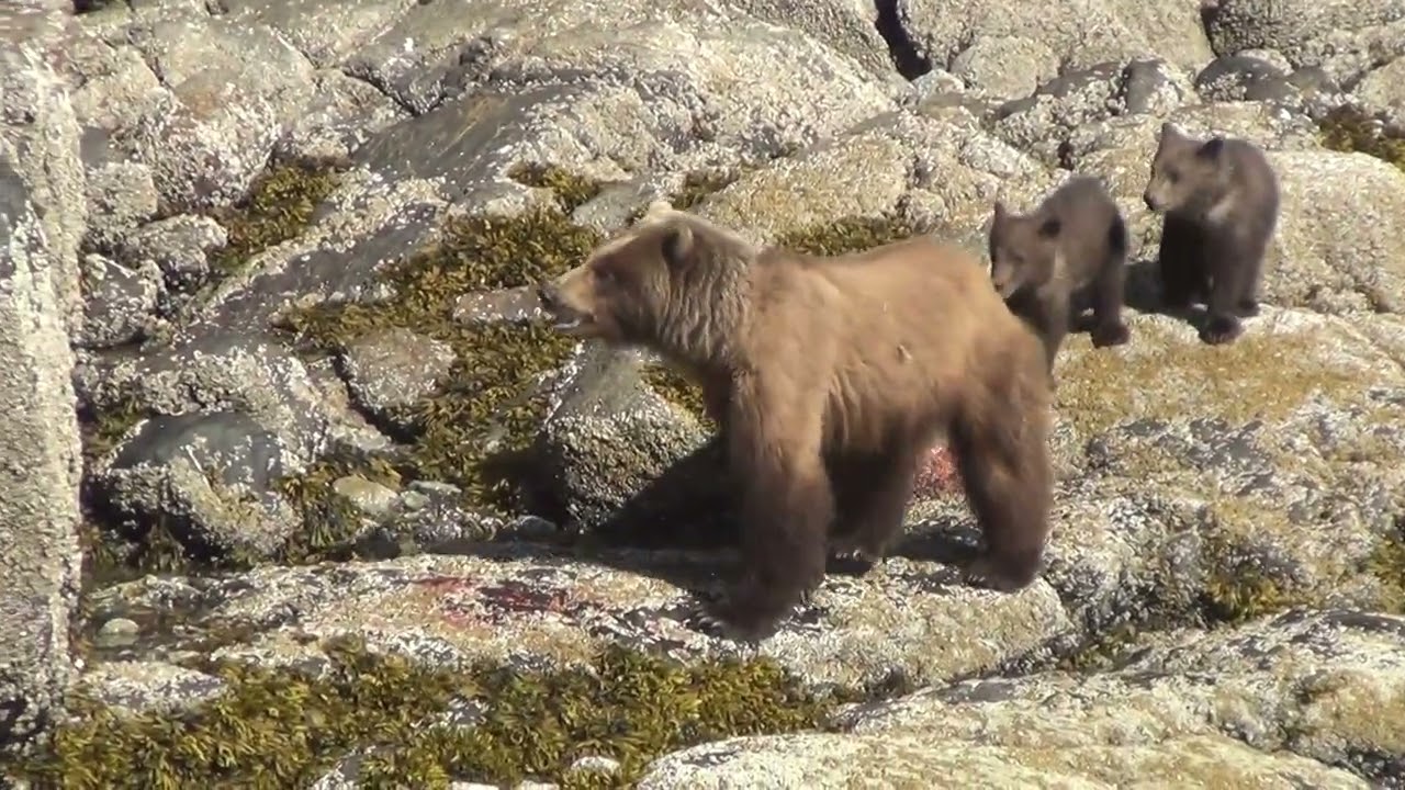 Lioness Lola gave birth to triplet cubs at Chelyabinsk . (Video)