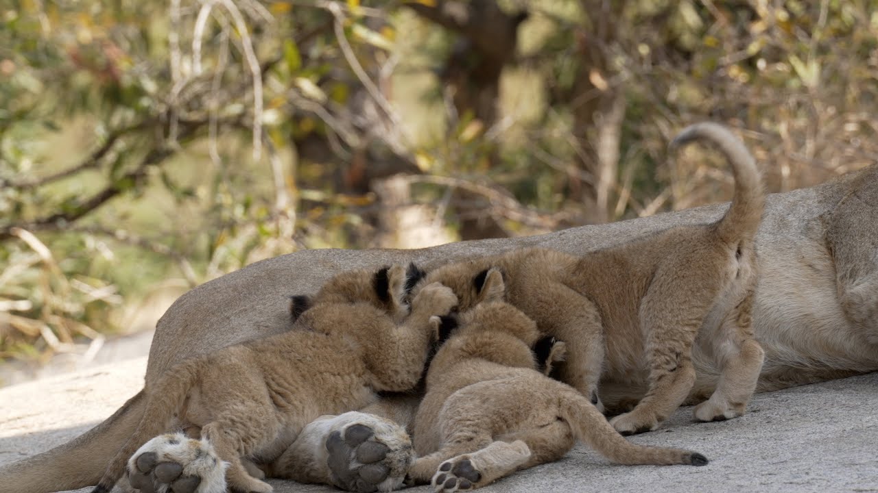 Lioness Lola gave birth to triplet cubs at Chelyabinsk . (Video)