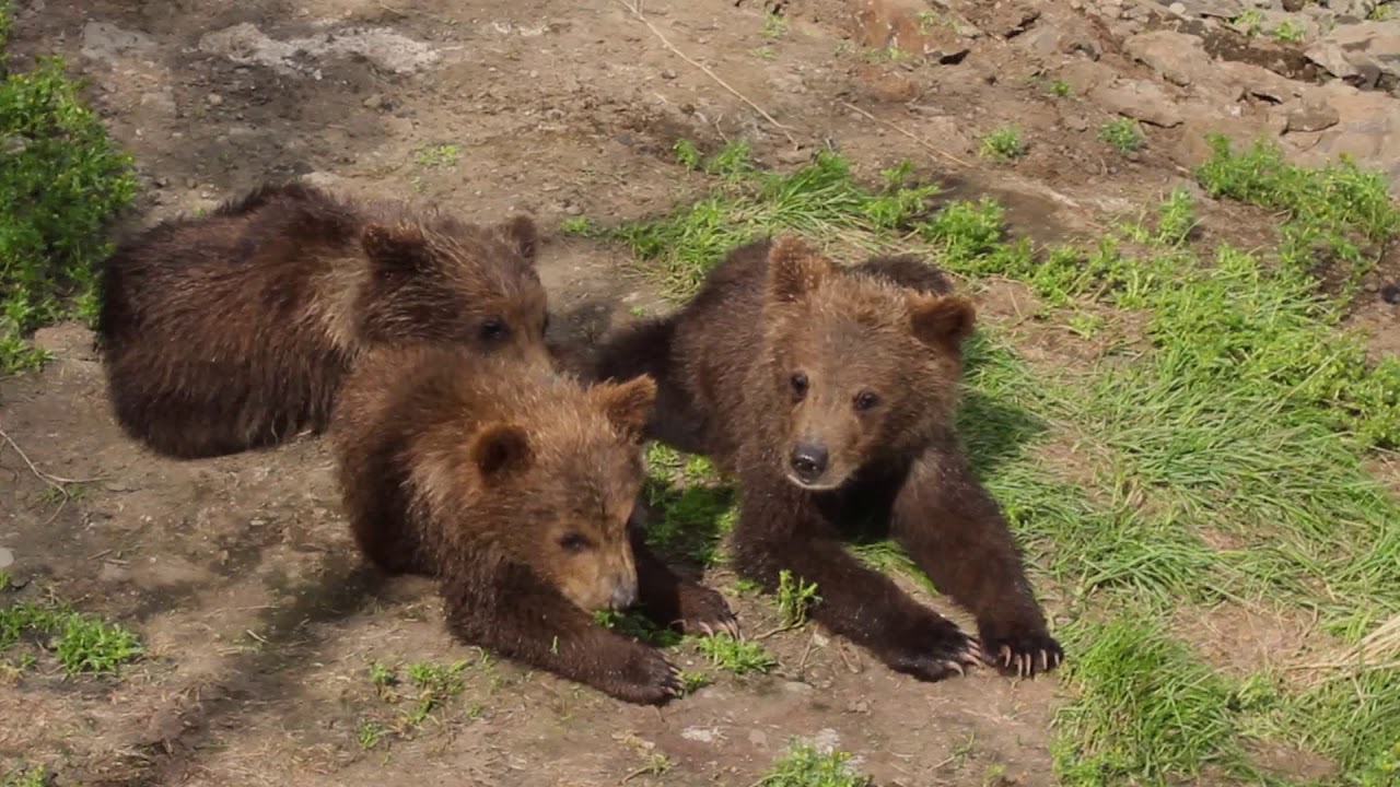 Lioness Lola gave birth to triplet cubs at Chelyabinsk . (Video)