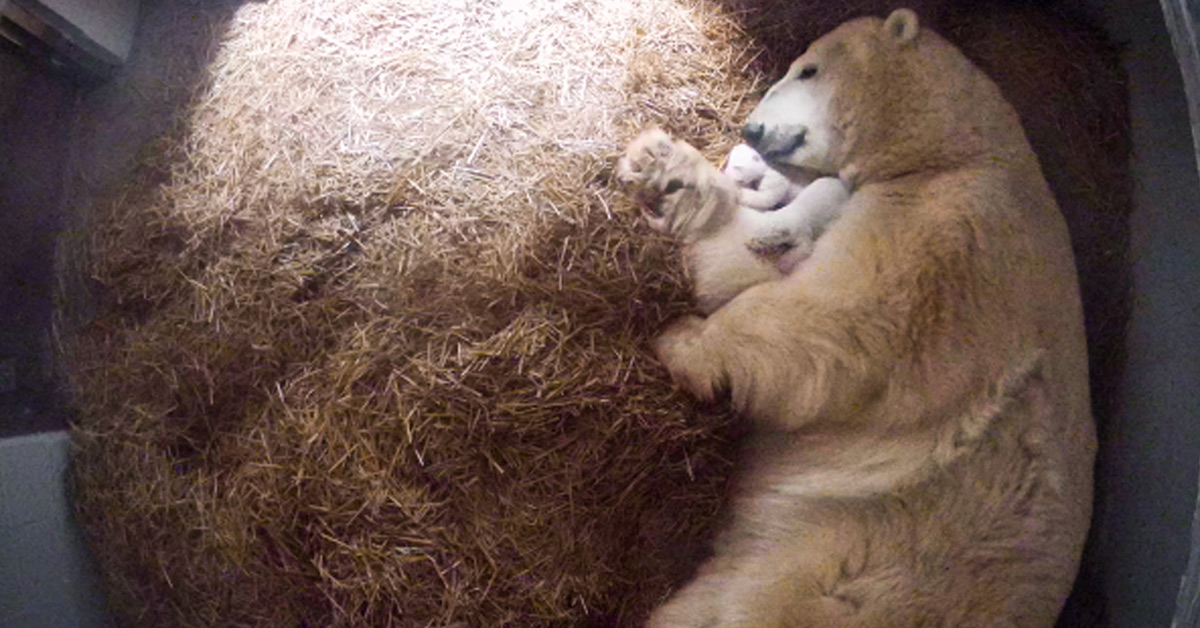 Lioness Lola gave birth to triplet cubs at Chelyabinsk . (Video)