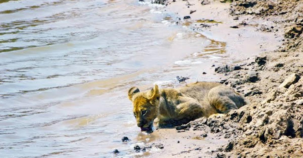 Lioness Lola gave birth to triplet cubs at Chelyabinsk . (Video)