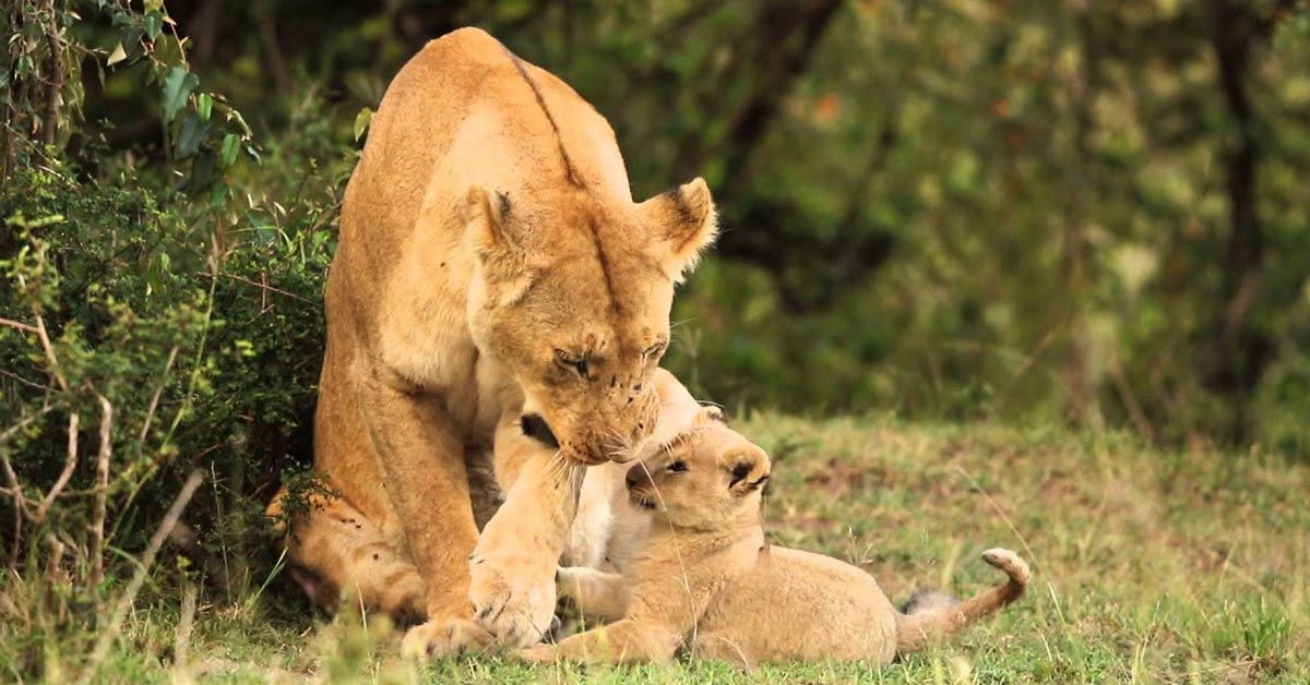 Lioness Lola gave birth to triplet cubs at Chelyabinsk . (Video)