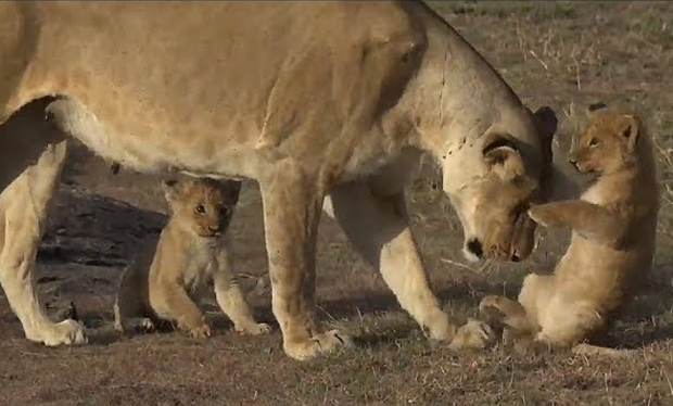 Lioness Lola gave birth to triplet cubs at Chelyabinsk . (Video)