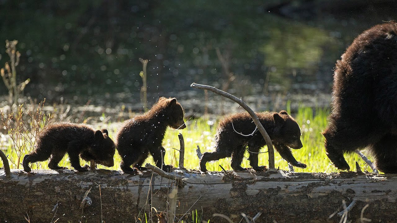 Lioness Lola gave birth to triplet cubs at Chelyabinsk . (Video)