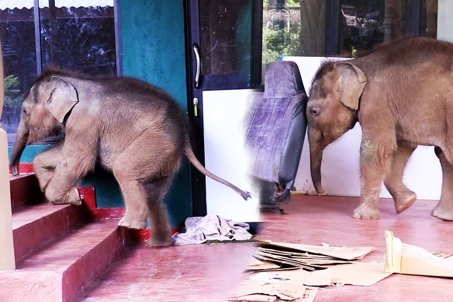 Lioness Lola gave birth to triplet cubs at Chelyabinsk . (Video)
