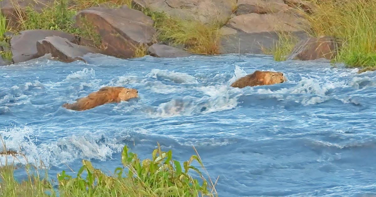 Lioness Lola gave birth to triplet cubs at Chelyabinsk . (Video)
