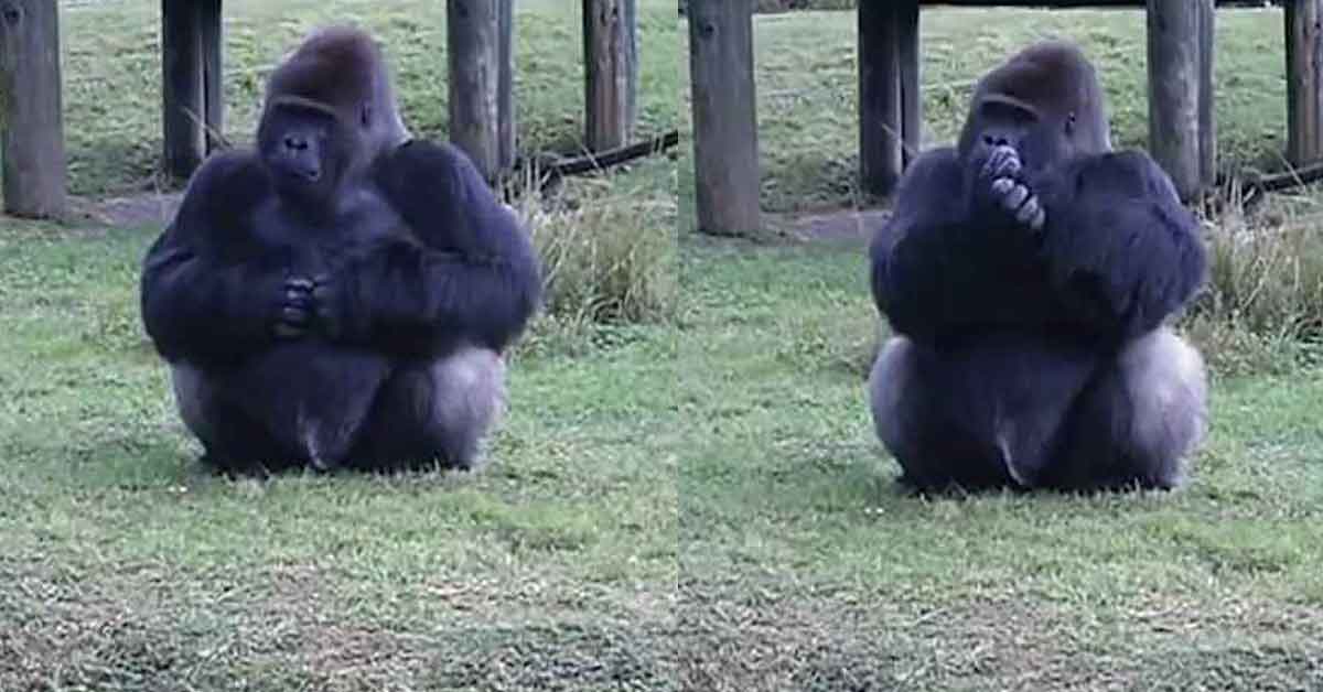 Animals Gorilla using sign language at Miami Zoo telling someone he