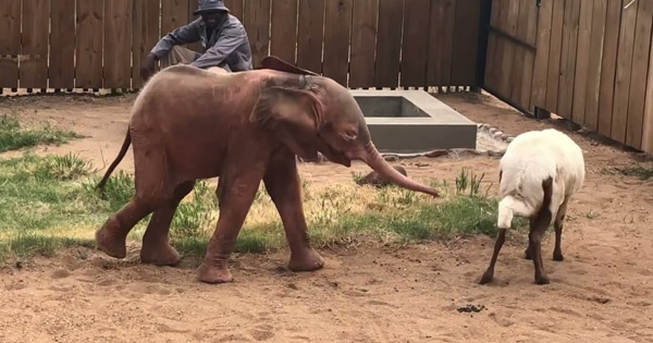 Lioness Lola gave birth to triplet cubs at Chelyabinsk . (Video)