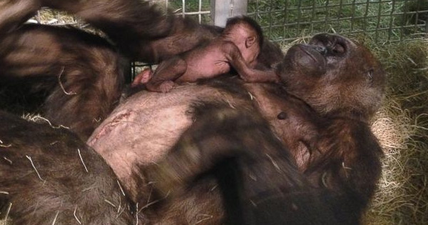 Lioness Lola gave birth to triplet cubs at Chelyabinsk . (Video)