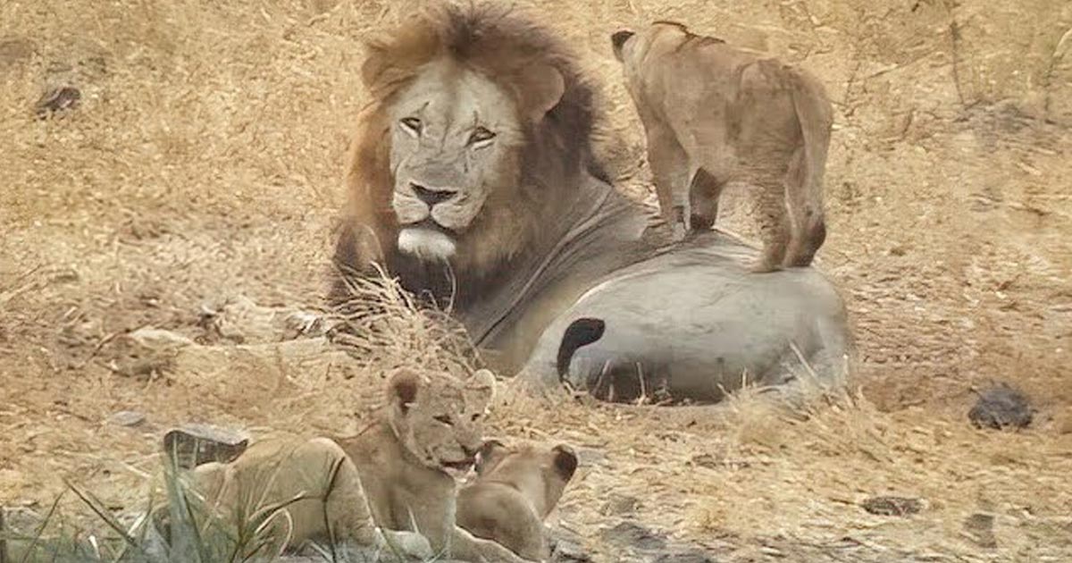 Lioness Lola gave birth to triplet cubs at Chelyabinsk . (Video)