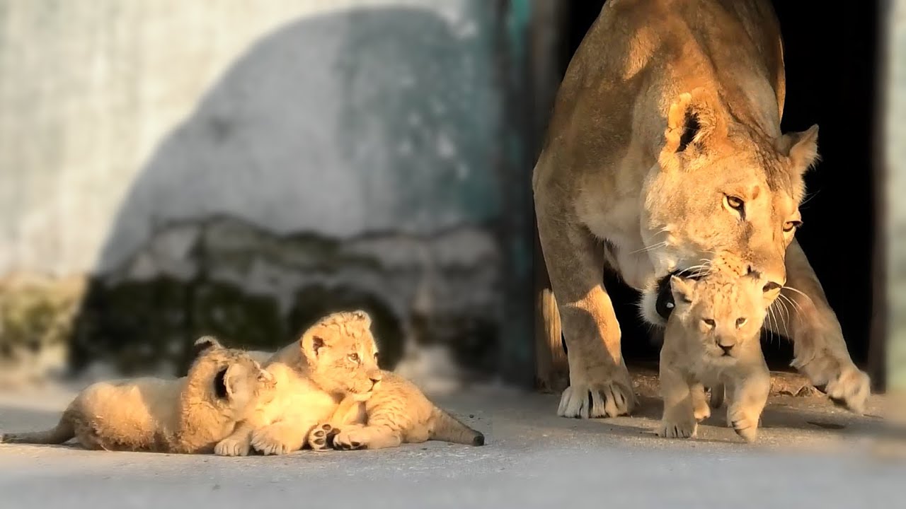 Lioness Lola gave birth to triplet cubs at Chelyabinsk . (Video)