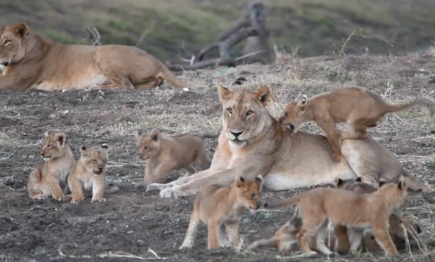 Lioness Lola gave birth to triplet cubs at Chelyabinsk . (Video)