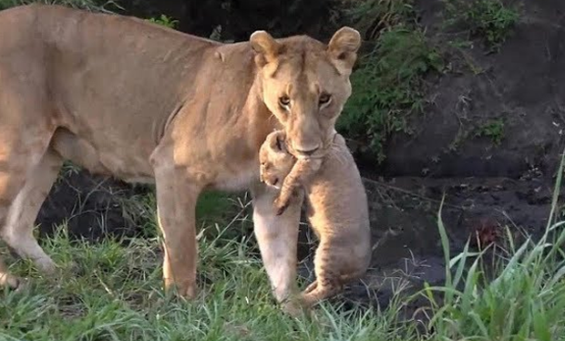 Lioness Lola gave birth to triplet cubs at Chelyabinsk . (Video)