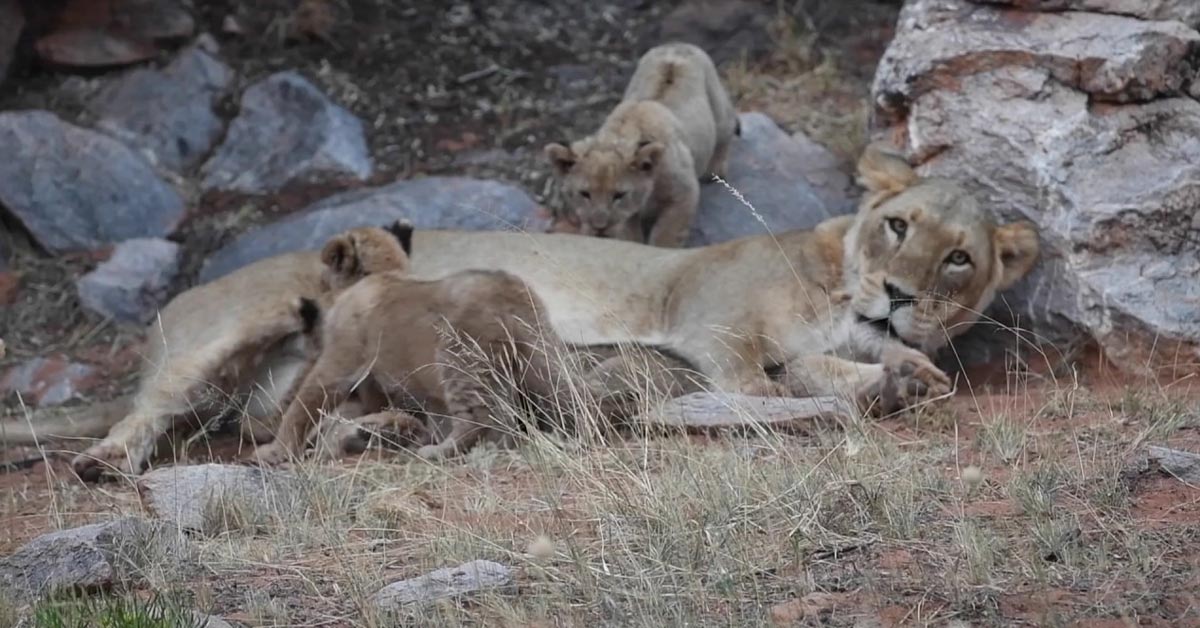 Lioness Lola gave birth to triplet cubs at Chelyabinsk . (Video)