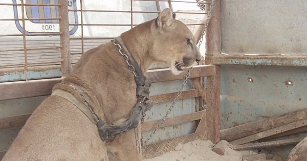 Lioness Lola gave birth to triplet cubs at Chelyabinsk . (Video)