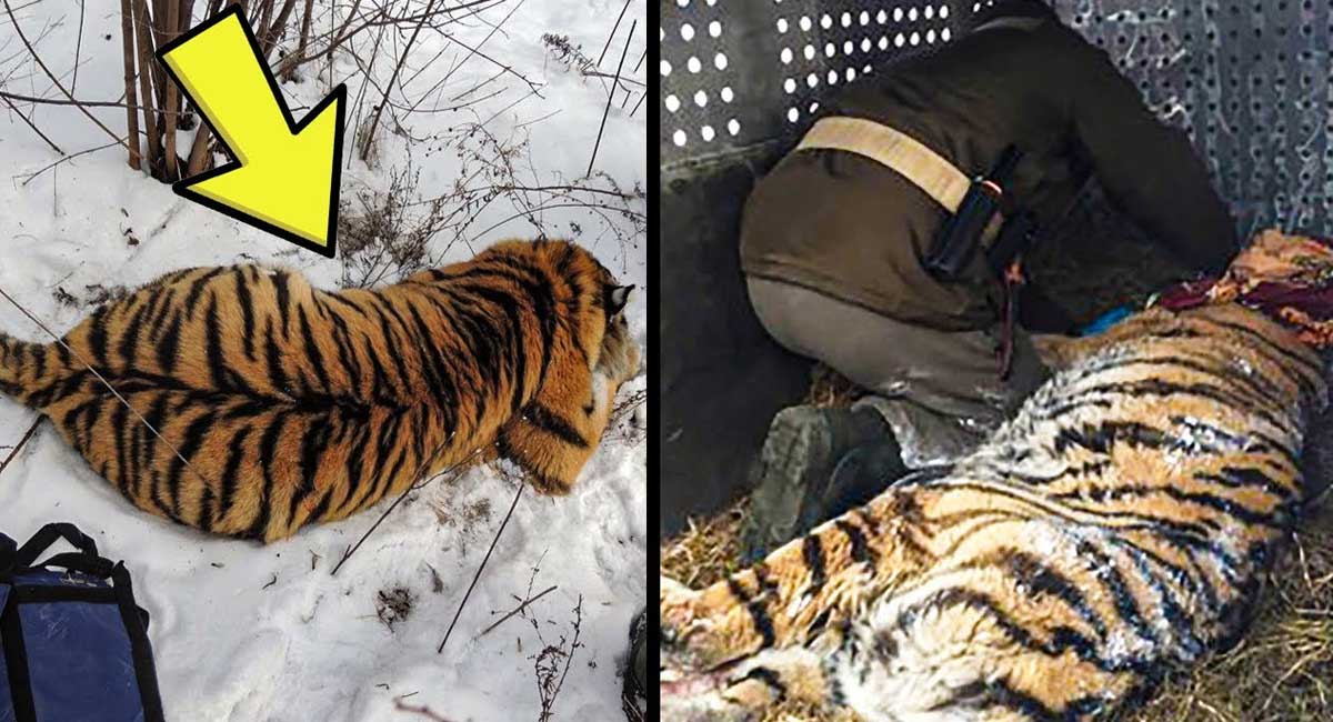 Lioness Lola gave birth to triplet cubs at Chelyabinsk . (Video)