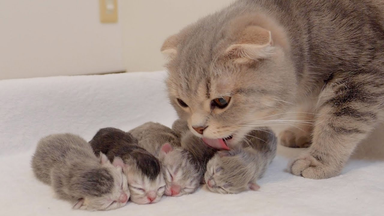 Lioness Lola gave birth to triplet cubs at Chelyabinsk . (Video)