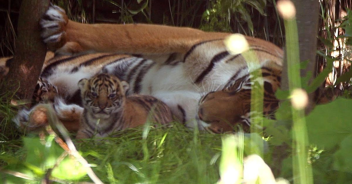 Lioness Lola gave birth to triplet cubs at Chelyabinsk . (Video)