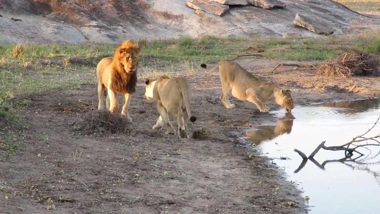 Lioness Lola gave birth to triplet cubs at Chelyabinsk . (Video)