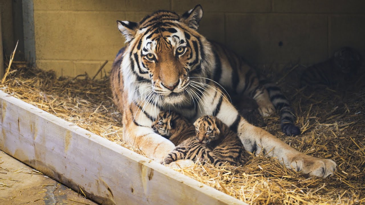 Lioness Lola gave birth to triplet cubs at Chelyabinsk . (Video)