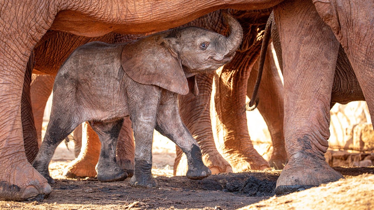 Lioness Lola gave birth to triplet cubs at Chelyabinsk . (Video)