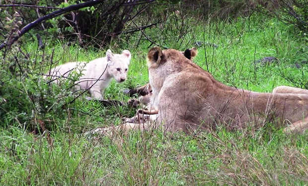 Lioness Lola gave birth to triplet cubs at Chelyabinsk . (Video)