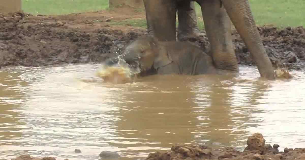Lioness Lola gave birth to triplet cubs at Chelyabinsk . (Video)
