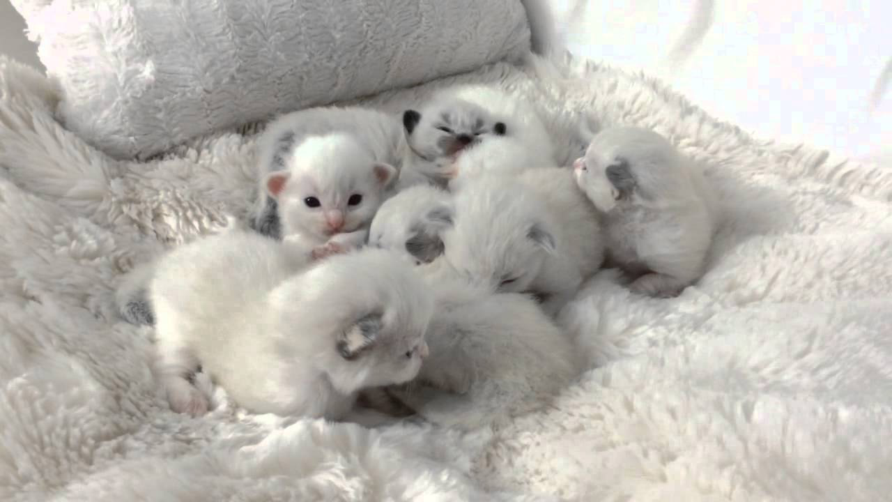 Lioness Lola gave birth to triplet cubs at Chelyabinsk . (Video)