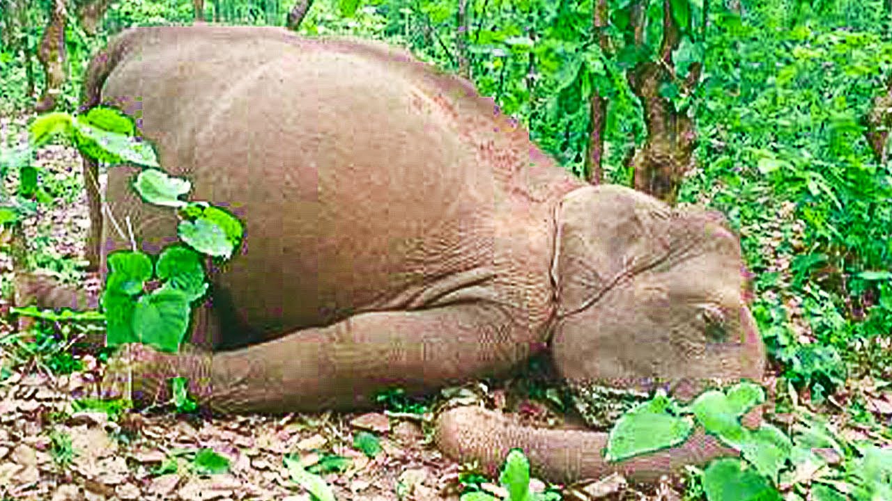 La lionne Lola a donné naissance à des triplés à Tcheliabinsk.  (Vidéo)