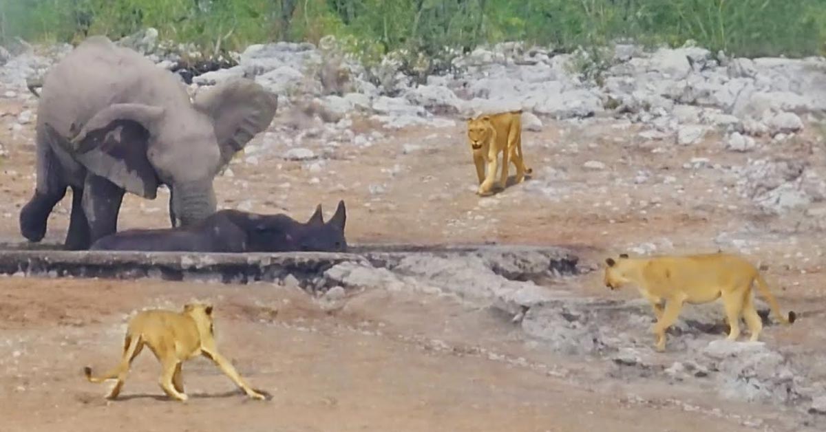 Lioness Lola gave birth to triplet cubs at Chelyabinsk . (Video)