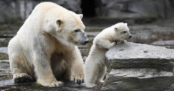 Lioness Lola gave birth to triplet cubs at Chelyabinsk . (Video)