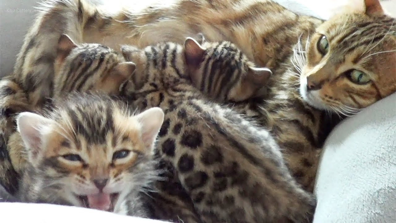 Lioness Lola gave birth to triplet cubs at Chelyabinsk . (Video)
