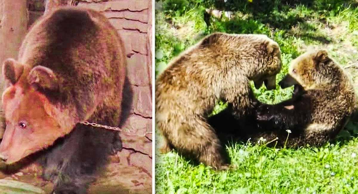 Lioness Lola gave birth to triplet cubs at Chelyabinsk . (Video)