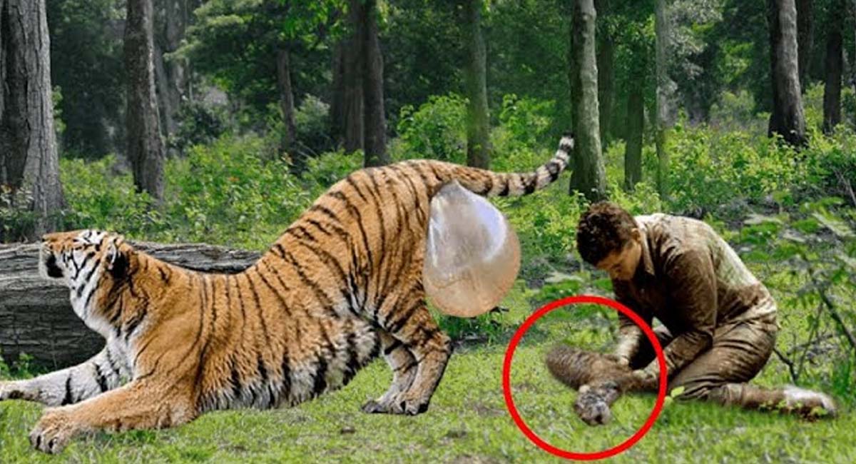 Animals Man Found A Fainted Pregnant Tigress In The Forest Then He pin-van-sfraiii-op-cartoon-meisjes-mensen-tekenen