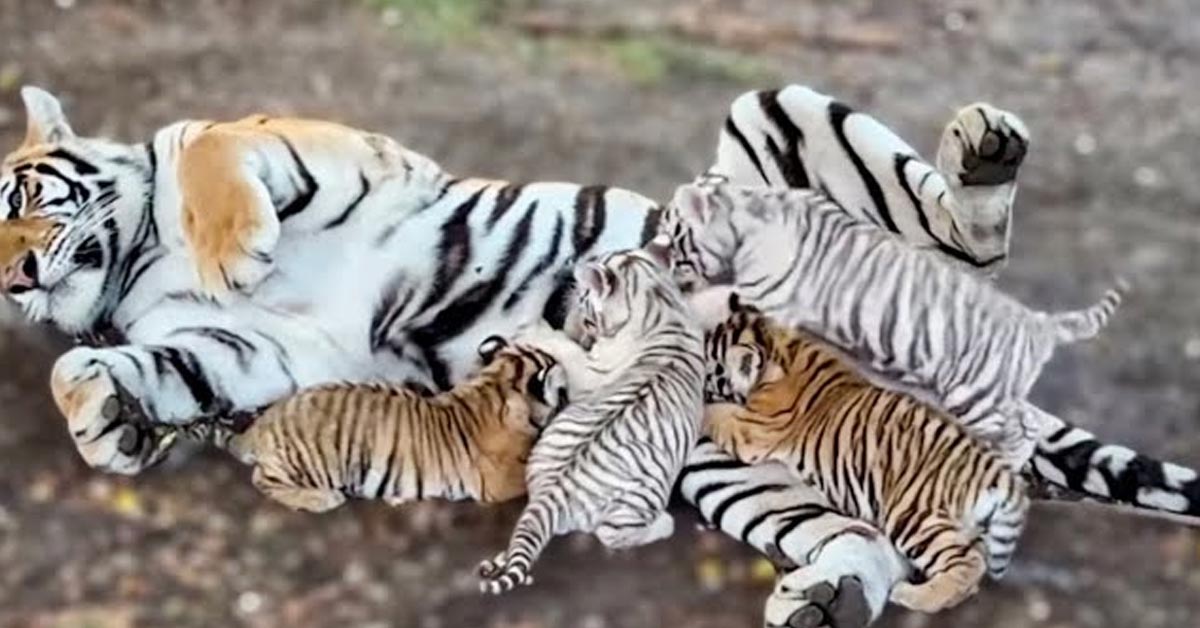 Lioness Lola gave birth to triplet cubs at Chelyabinsk . (Video)