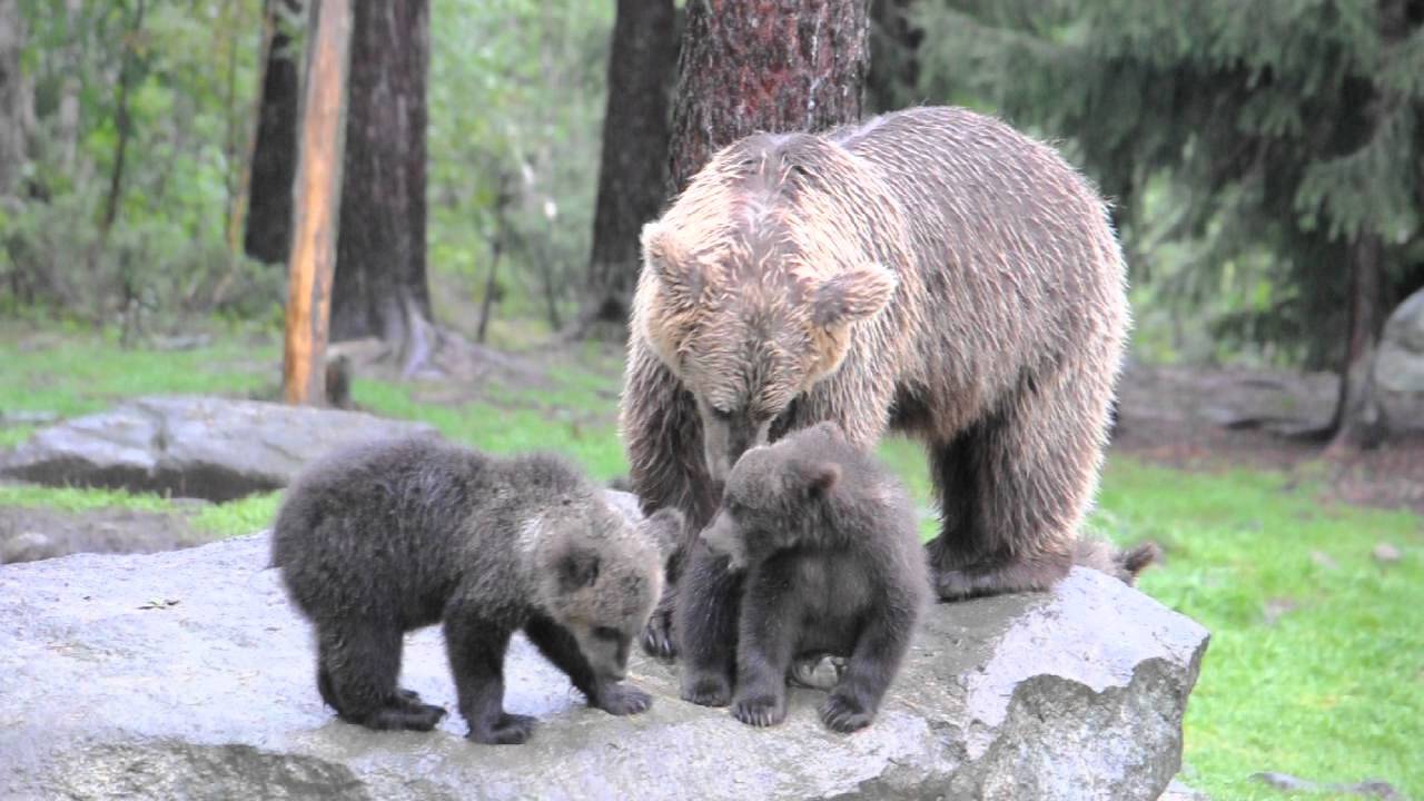Lioness Lola gave birth to triplet cubs at Chelyabinsk . (Video)