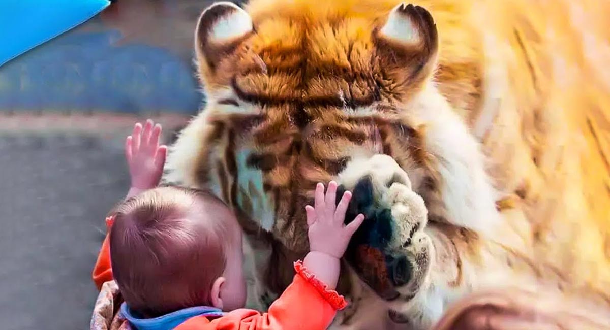 Lioness Lola gave birth to triplet cubs at Chelyabinsk . (Video)